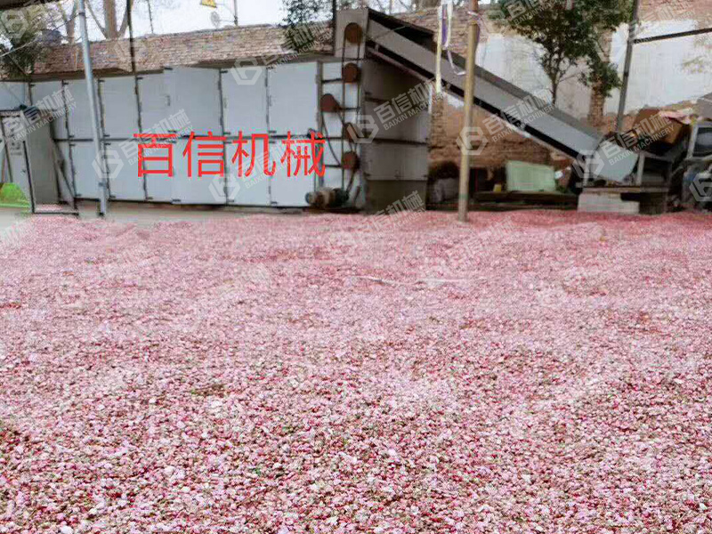 桃花烘干